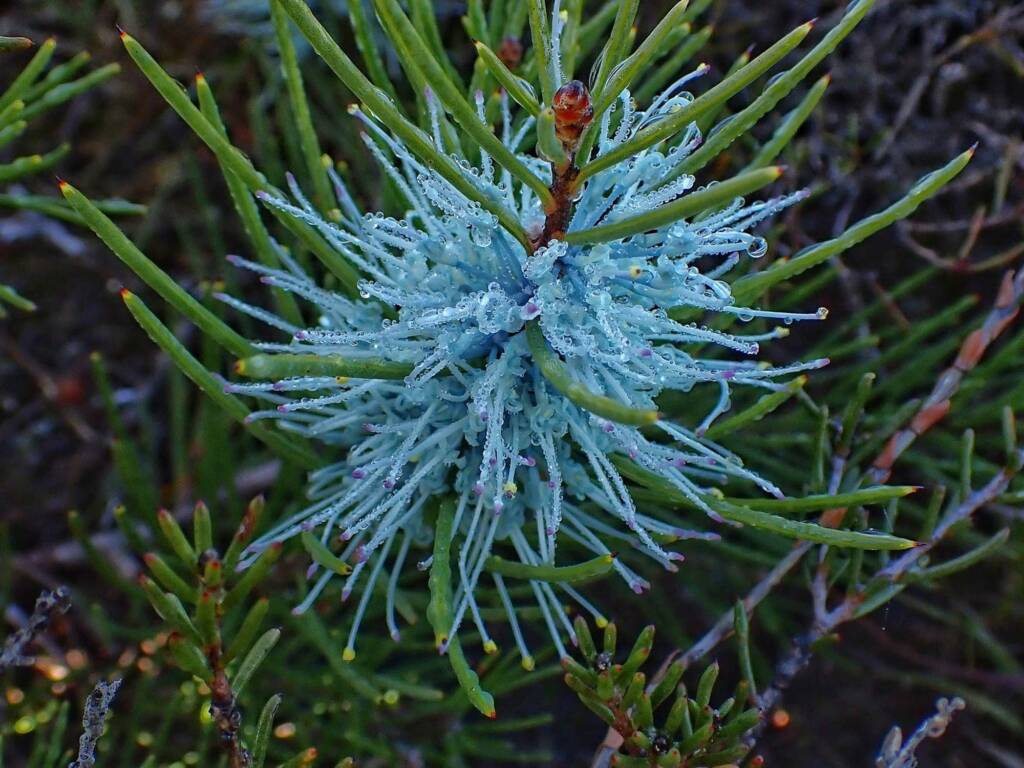 Hakea lehmanniana (Blue Hakea), Stirling Range NP WA © Terry Dunham