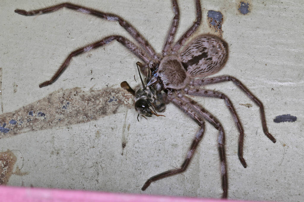 Giant Banded Huntsman Spider (Holconia immanis), Ballandean QLD © Marc Newman