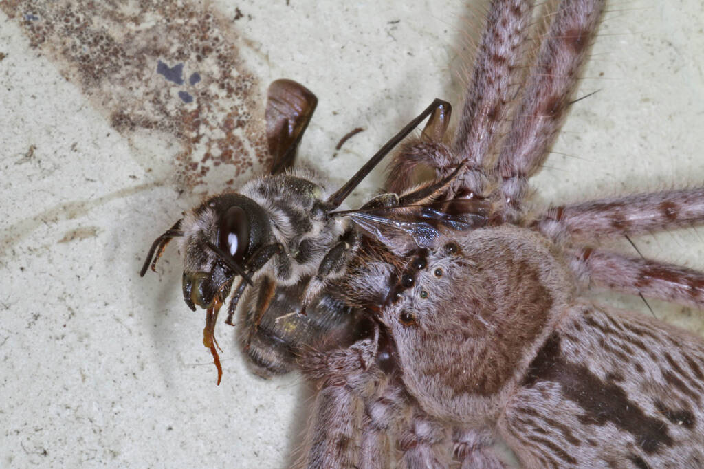 Giant Banded Huntsman Spider (Holconia immanis), Ballandean QLD © Marc Newman