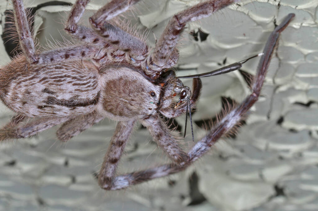 Giant Banded Huntsman Spider (Holconia immanis), Ballandean QLD © Marc Newman