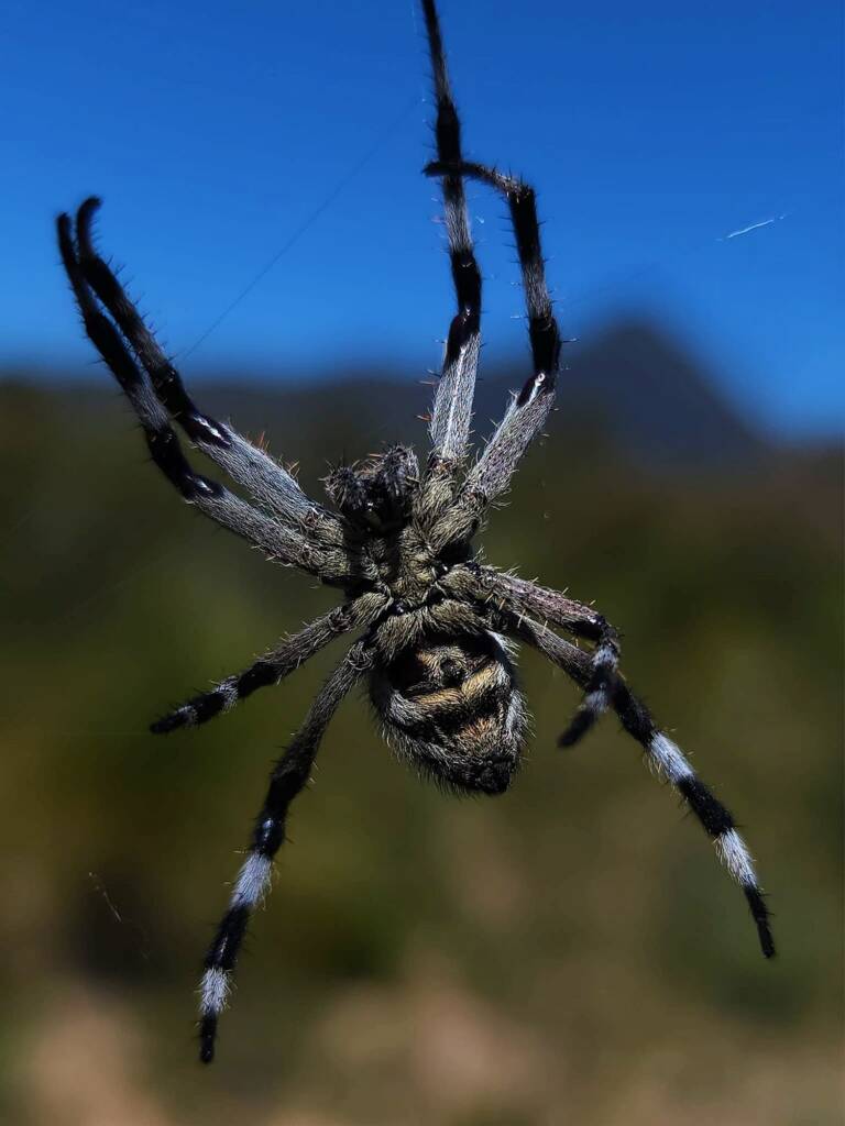 Hortophora sp (Australasian Garden-Orb Weaver), Stirling Range National Park WA © Julie Schofield