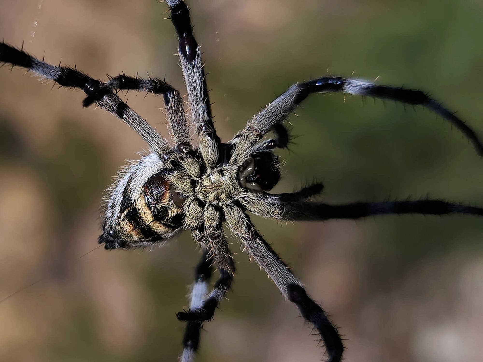 Hortophora sp (Australasian Garden-Orb Weaver), Stirling Range National Park WA © Julie Schofield