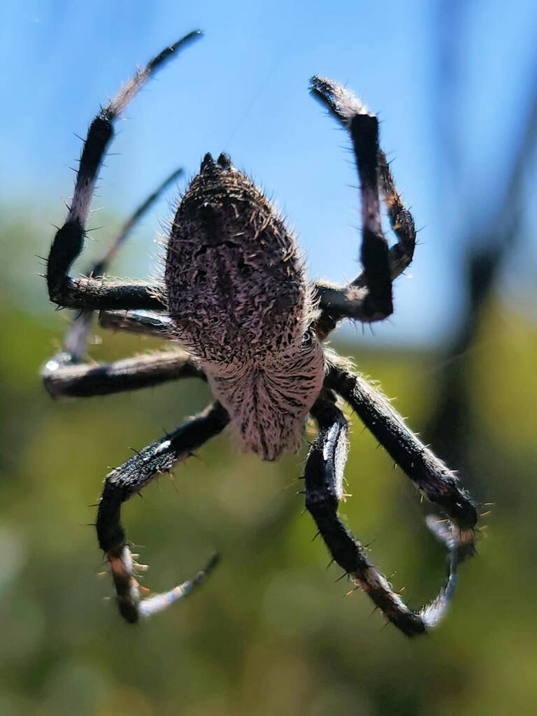 Hortophora sp (Australasian Garden-Orb Weaver), Stirling Range National Park WA © Julie Schofield