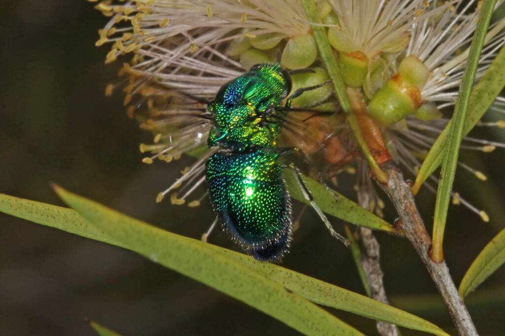 Large Cuckoo Wasp (Stilbum cyanurum), Ballandean QLD © Marc Newman