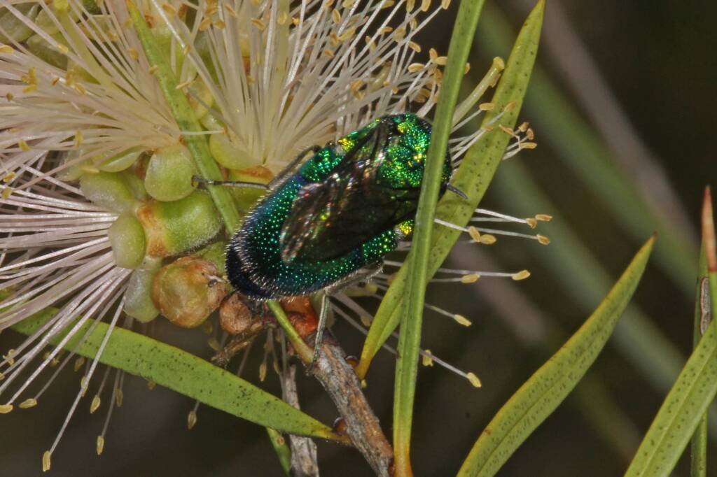 Large Cuckoo Wasp (Stilbum cyanurum), Ballandean QLD © Marc Newman