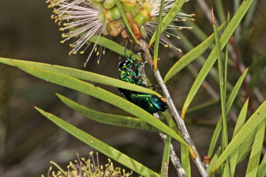Large Cuckoo Wasp (Stilbum cyanurum), Ballandean QLD © Marc Newman