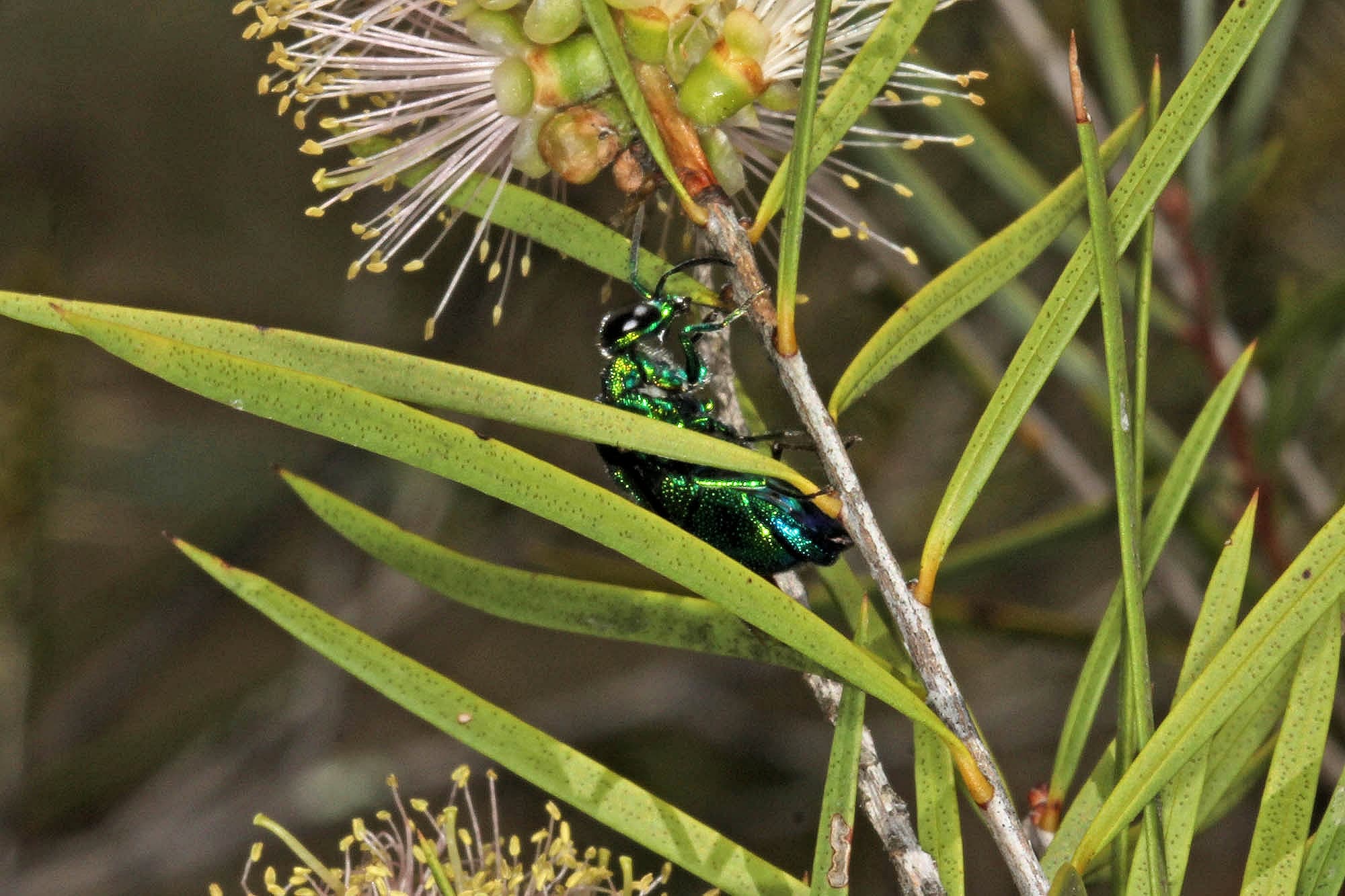 Large Cuckoo Wasp (Stilbum cyanurum), Ballandean QLD © Marc Newman