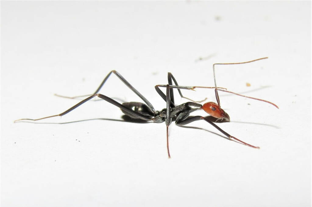 Leptomyrmex erythrocephalus (Red-headed Spider Ant), Wallaga Lake NSW © Deb Taylor