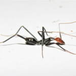 Leptomyrmex erythrocephalus (Red-headed Spider Ant), Wallaga Lake NSW © Deb Taylor