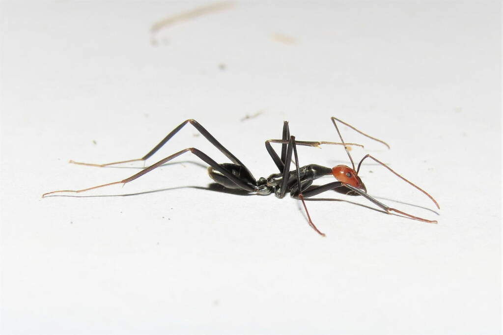 Leptomyrmex erythrocephalus (Red-headed Spider Ant), Wallaga Lake NSW © Deb Taylor