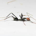 Leptomyrmex erythrocephalus (Red-headed Spider Ant), Wallaga Lake NSW © Deb Taylor
