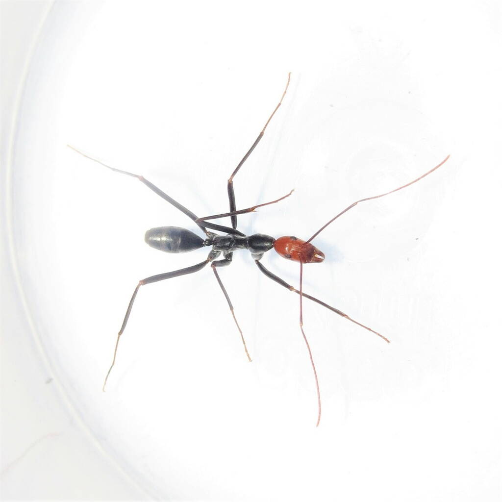Leptomyrmex erythrocephalus (Red-headed Spider Ant), Wallaga Lake NSW © Deb Taylor