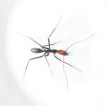 Leptomyrmex erythrocephalus (Red-headed Spider Ant), Wallaga Lake NSW © Deb Taylor