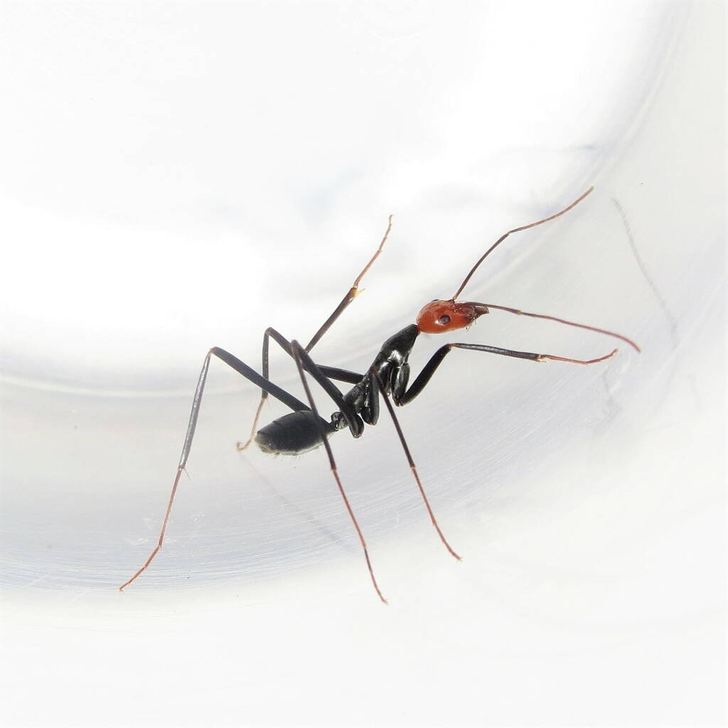 Leptomyrmex erythrocephalus (Red-headed Spider Ant), Wallaga Lake NSW © Deb Taylor