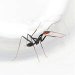 Leptomyrmex erythrocephalus (Red-headed Spider Ant), Wallaga Lake NSW © Deb Taylor