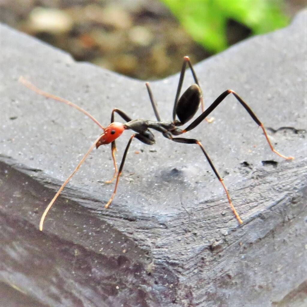 Leptomyrmex erythrocephalus (Red-headed Spider Ant), Wallaga Lake NSW © Deb Taylor