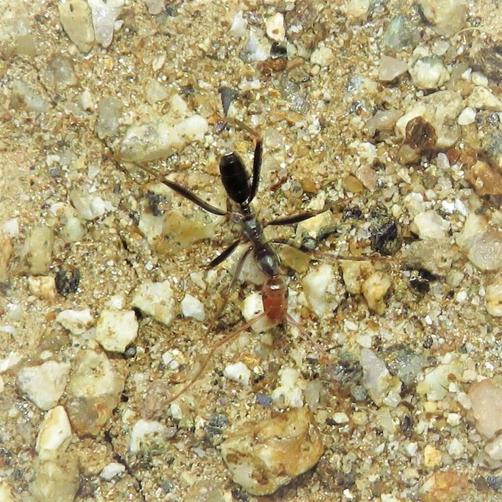 Leptomyrmex erythrocephalus (Red-headed Spider Ant), Wallaga Lake NSW © Deb Taylor