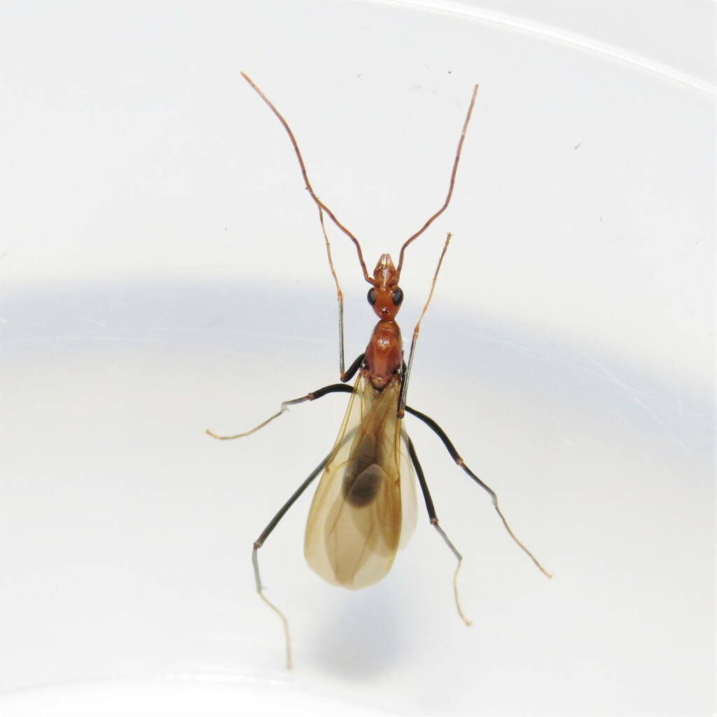 Leptomyrmex erythrocephalus (Red-headed Spider Ant), Wallaga Lake NSW © Deb Taylor