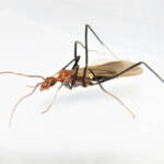Leptomyrmex erythrocephalus (Red-headed Spider Ant), Wallaga Lake NSW © Deb Taylor