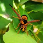 Male Abispa ephippium (Mud-nest Wasp), Alice Springs NT