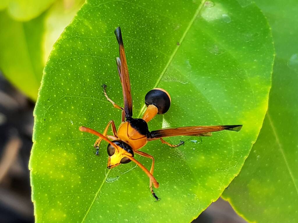 Male Delta latreillei (Orange Potter Wasp), Alice Springs NT