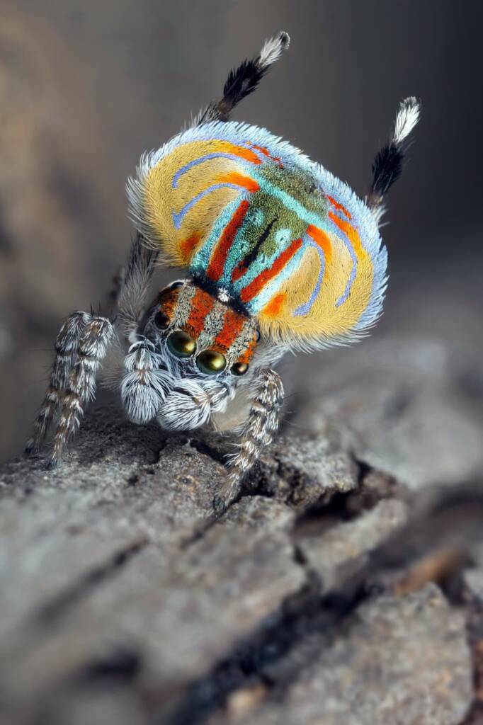 Maratus volans (male), Central Coast NSW © Michael Doe