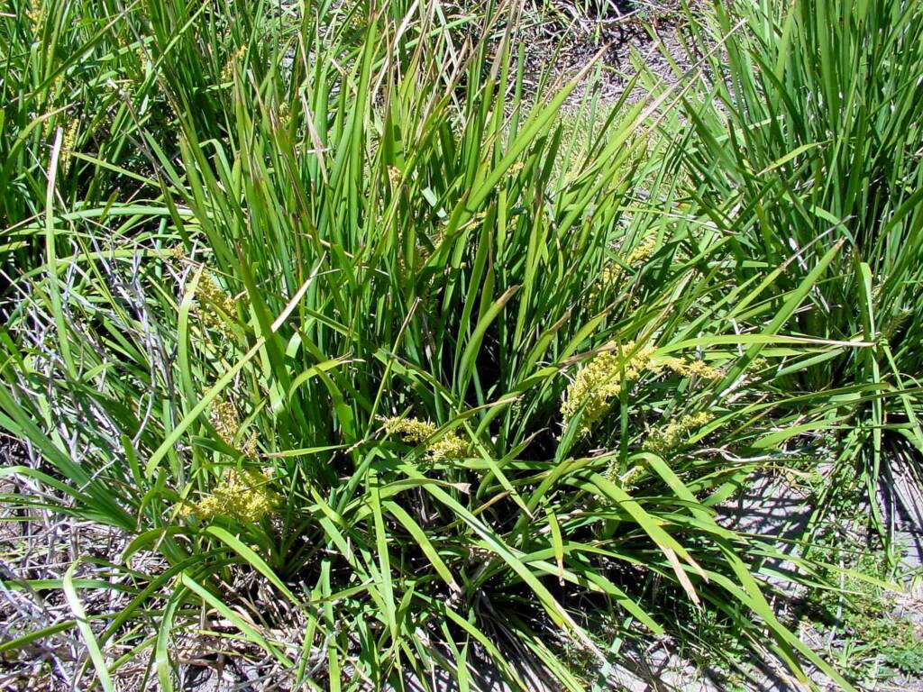 Matrush (Lomandra longifolia), Montague Island NSW