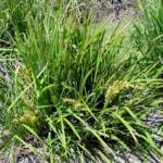 Matrush (Lomandra longifolia), Montague Island NSW