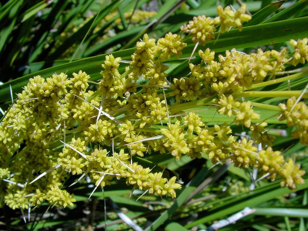 Matrush (Lomandra longifolia), Montague Island NSW