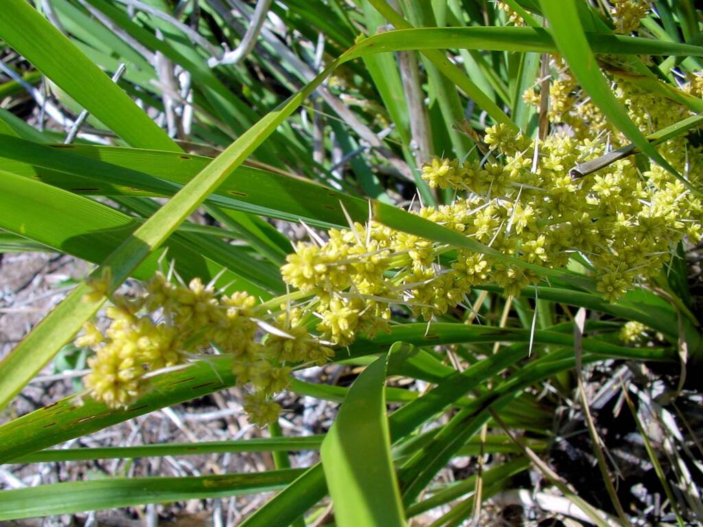 Matrush (Lomandra longifolia), Montague Island NSW
