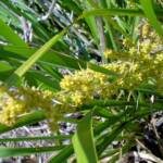 Matrush (Lomandra longifolia), Montague Island NSW