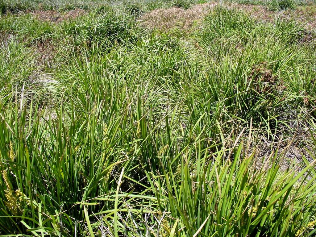 Matrush (Lomandra longifolia), Montague Island NSW