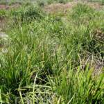 Matrush (Lomandra longifolia), Montague Island NSW