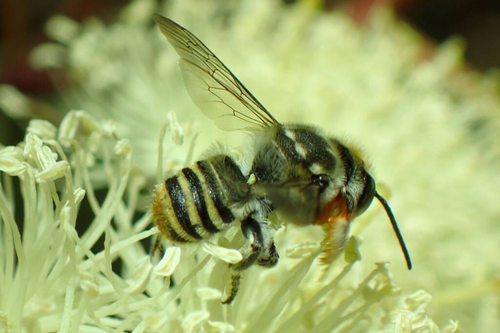 Megachile (Eutricharaea) macularis, Midwest WA © Gary Taylor
