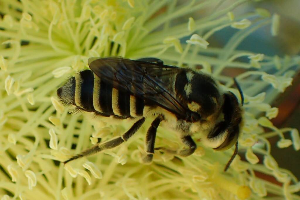 Megachile (Eutricharaea) macularis, Midwest WA © Gary Taylor