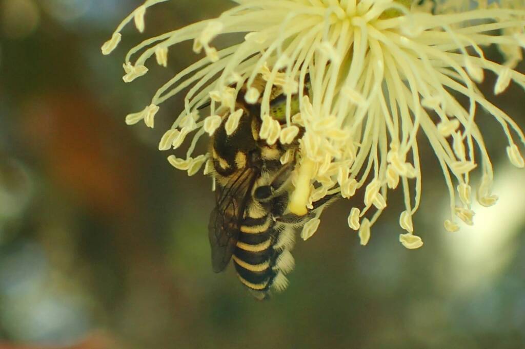 Megachile (Eutricharaea) macularis, Midwest WA © Gary Taylor
