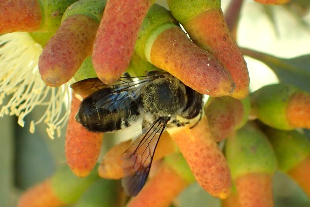 Megachile semiluctuosa, Midwest WA © Gary Taylor