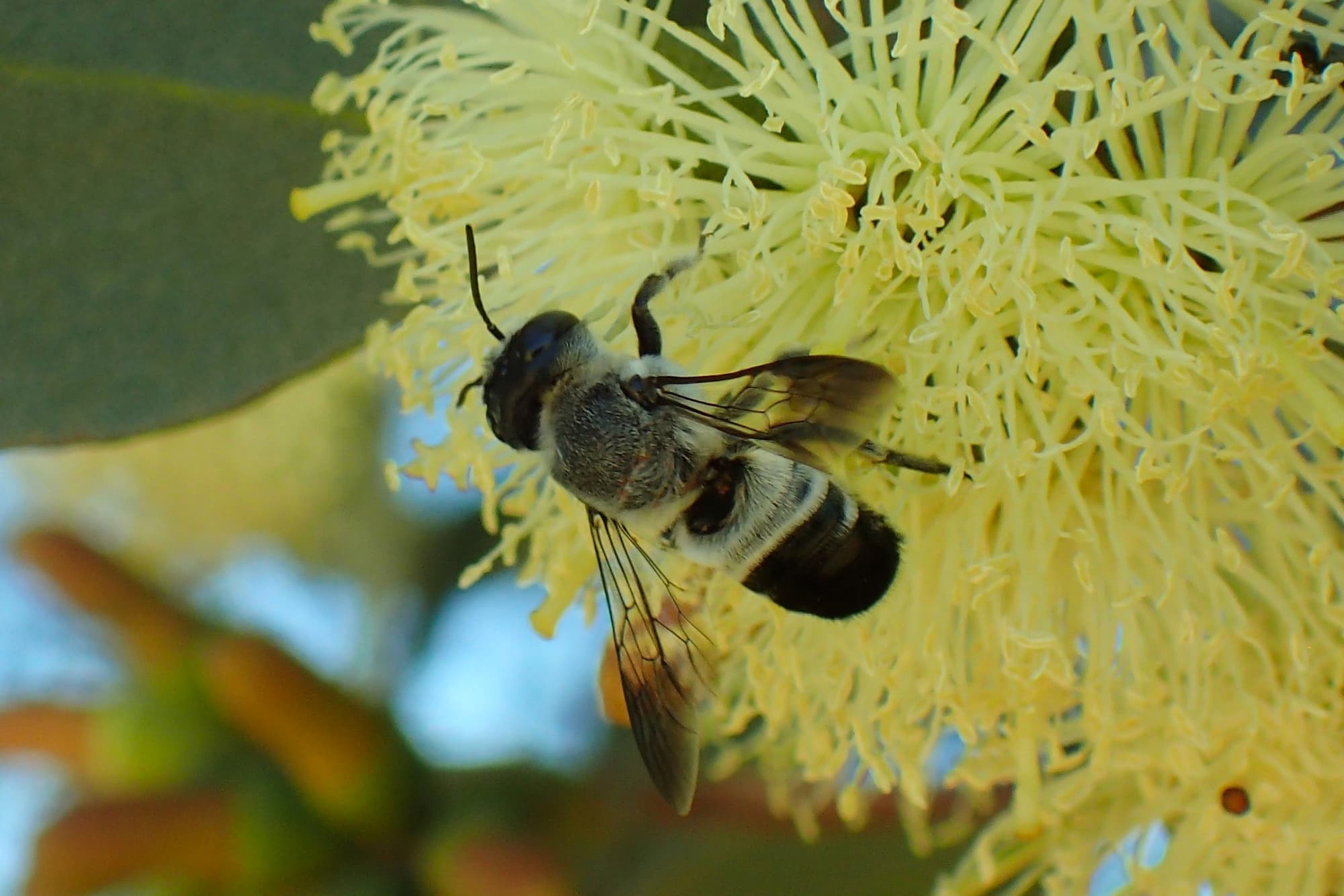 Megachile semiluctuosa, Midwest WA © Gary Taylor