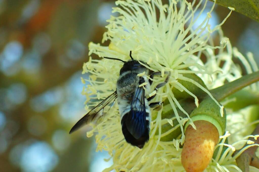 Megachile semiluctuosa, Midwest WA © Gary Taylor