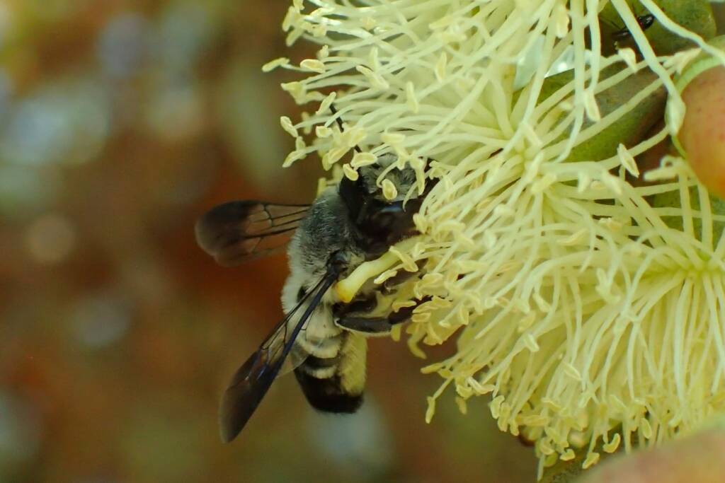 Megachile semiluctuosa, Midwest WA © Gary Taylor