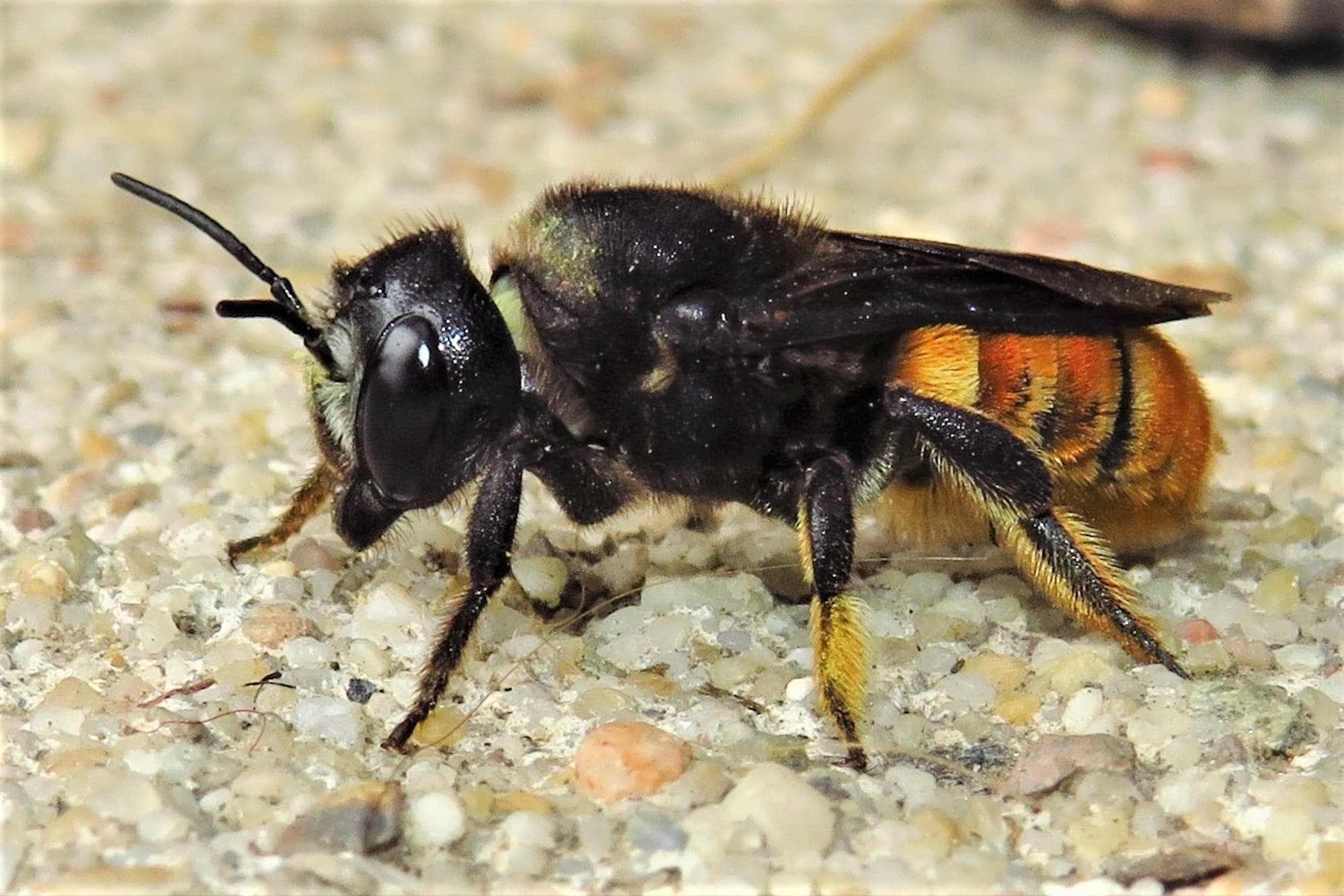 Megachile ustulata, Wallaga Lake NSW © Deb Taylor