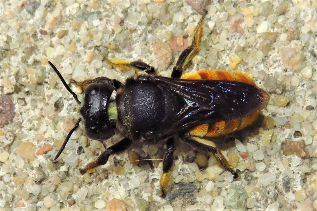 Megachile ustulata, Wallaga Lake NSW © Deb Taylor