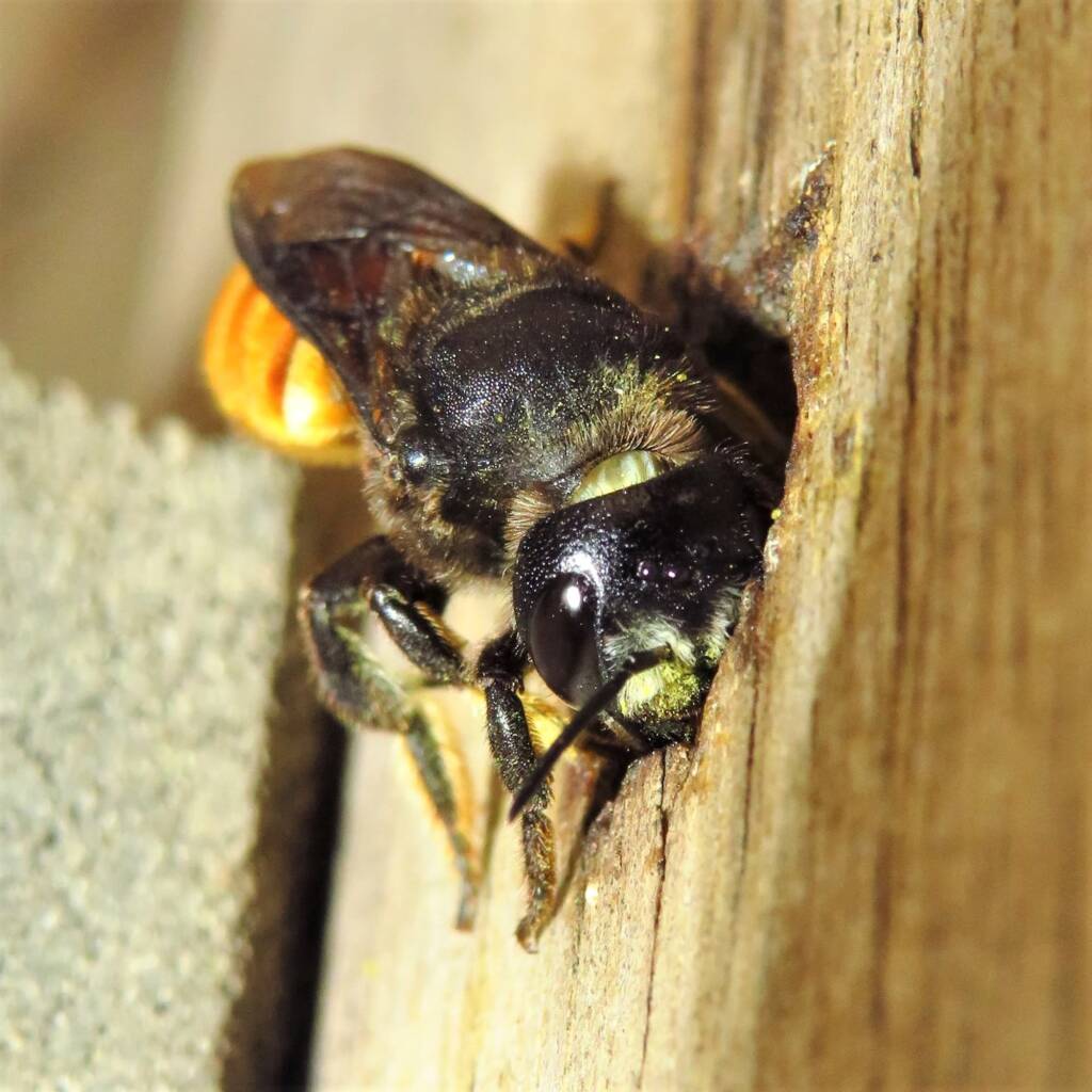 Megachile ustulata, Wallaga Lake NSW © Deb Taylor