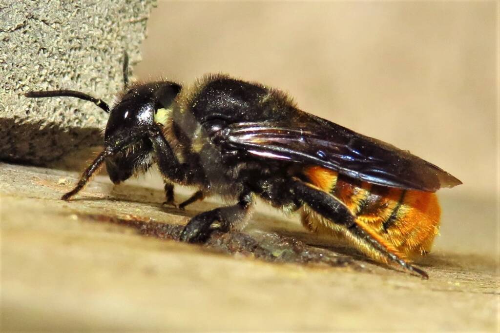 Megachile ustulata, Wallaga Lake NSW © Deb Taylor