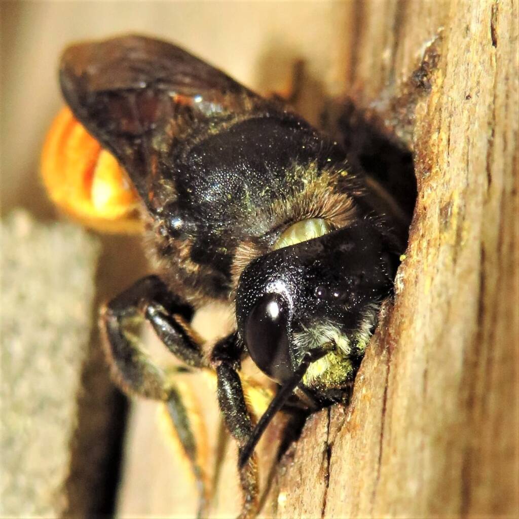 Megachile ustulata, Wallaga Lake NSW © Deb Taylor