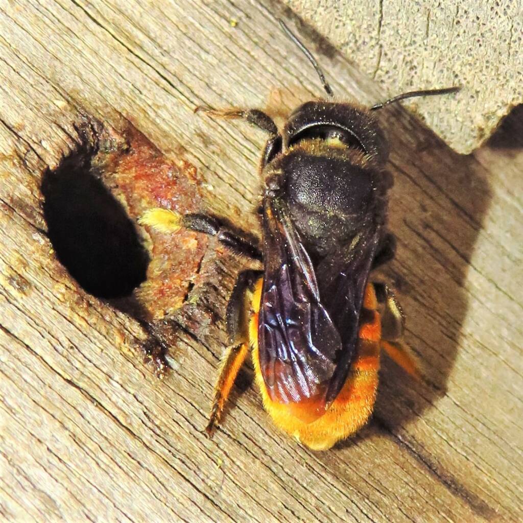 Megachile ustulata, Wallaga Lake NSW © Deb Taylor