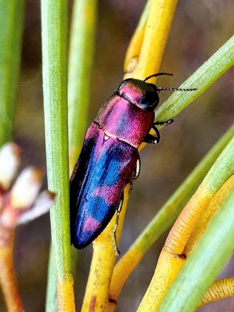 Melobasis gratiosissima, Ravensthorpe WA © Mark Hanlon