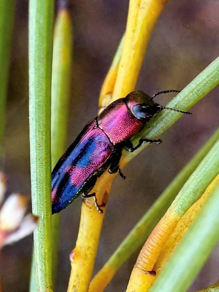 Melobasis gratiosissima, Ravensthorpe WA © Mark Hanlon