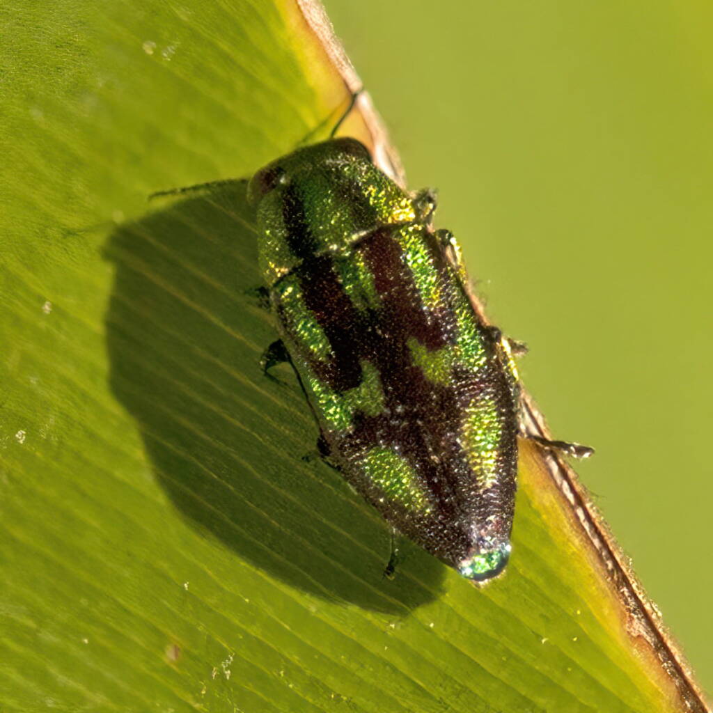 Melobasis purpurascens, Murrumba Downs QLD © Tony Eales