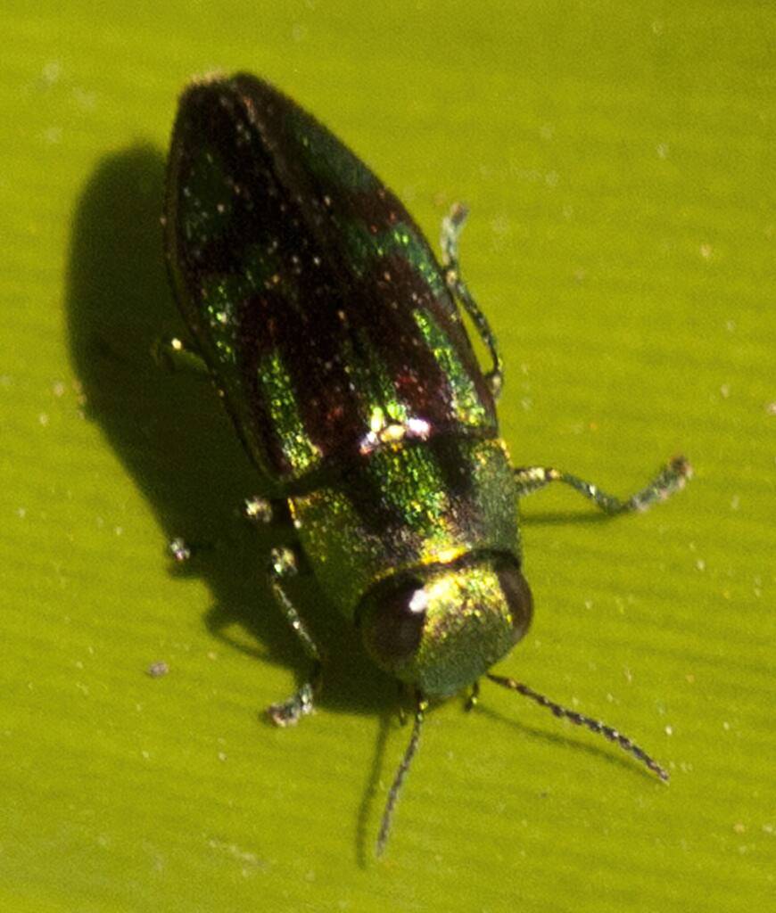 Melobasis purpurascens, Murrumba Downs QLD © Tony Eales